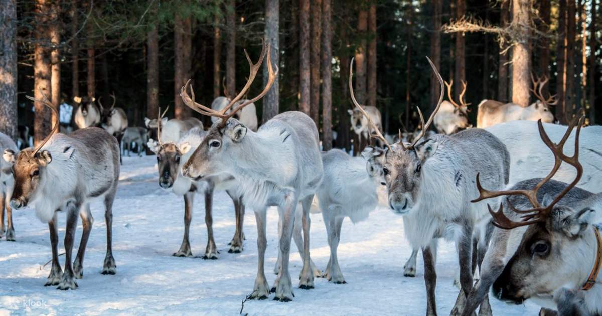 Reindeer Farm